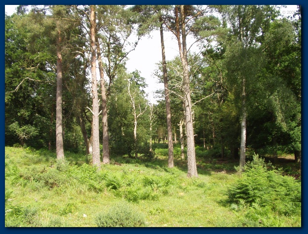 600x449 pixels (199K)